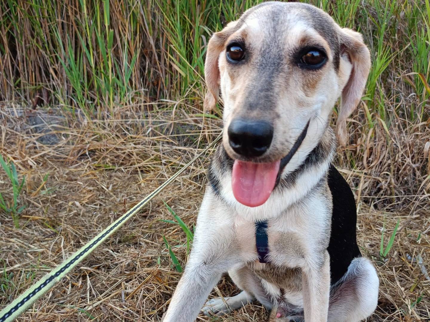 Adotta un cane, taglia media contenuta, maschio, Cosenza