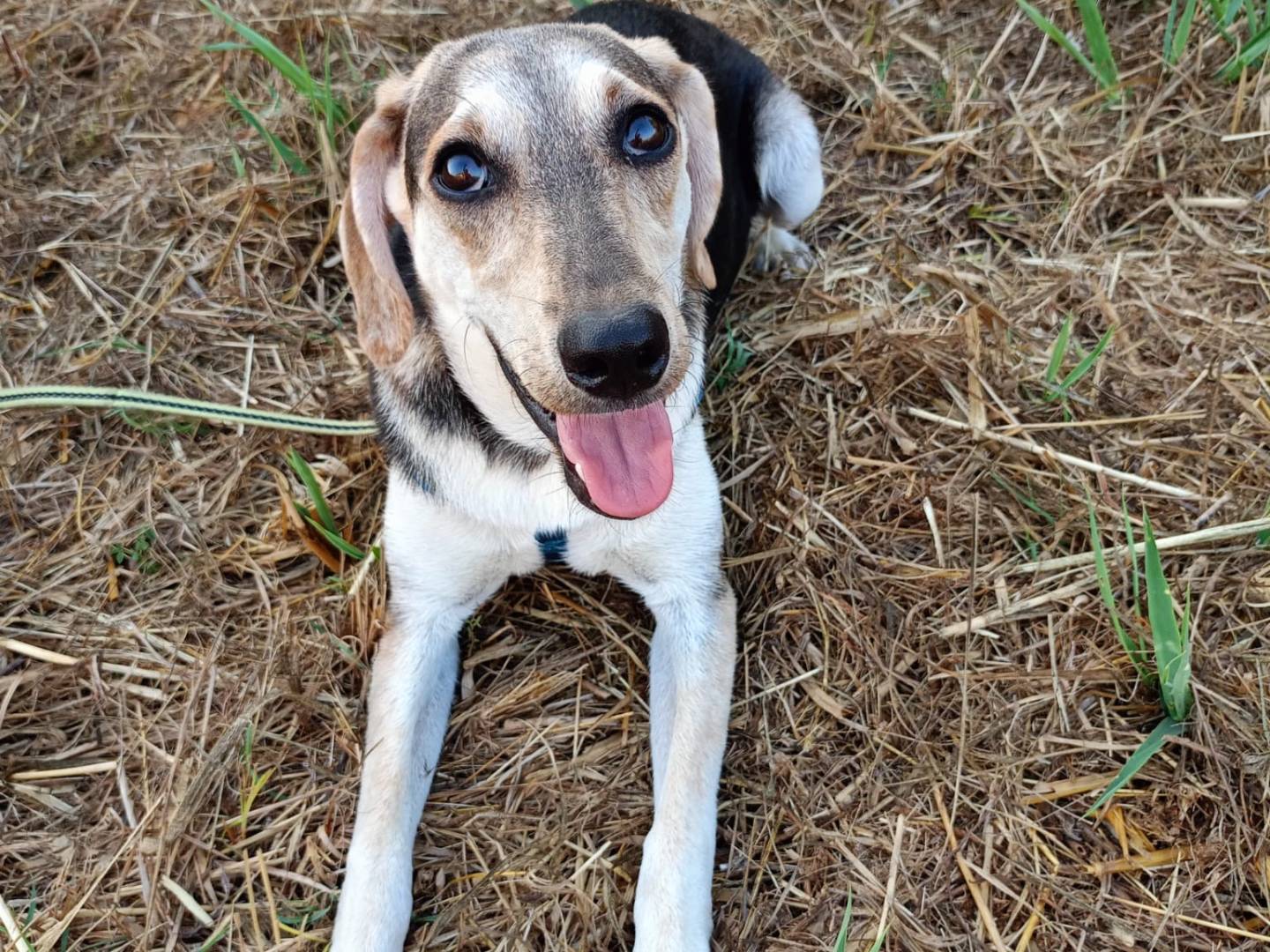 Vuoi adottare un cane a Cosenza?