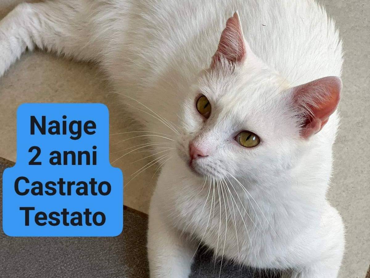 Foto dell'animale