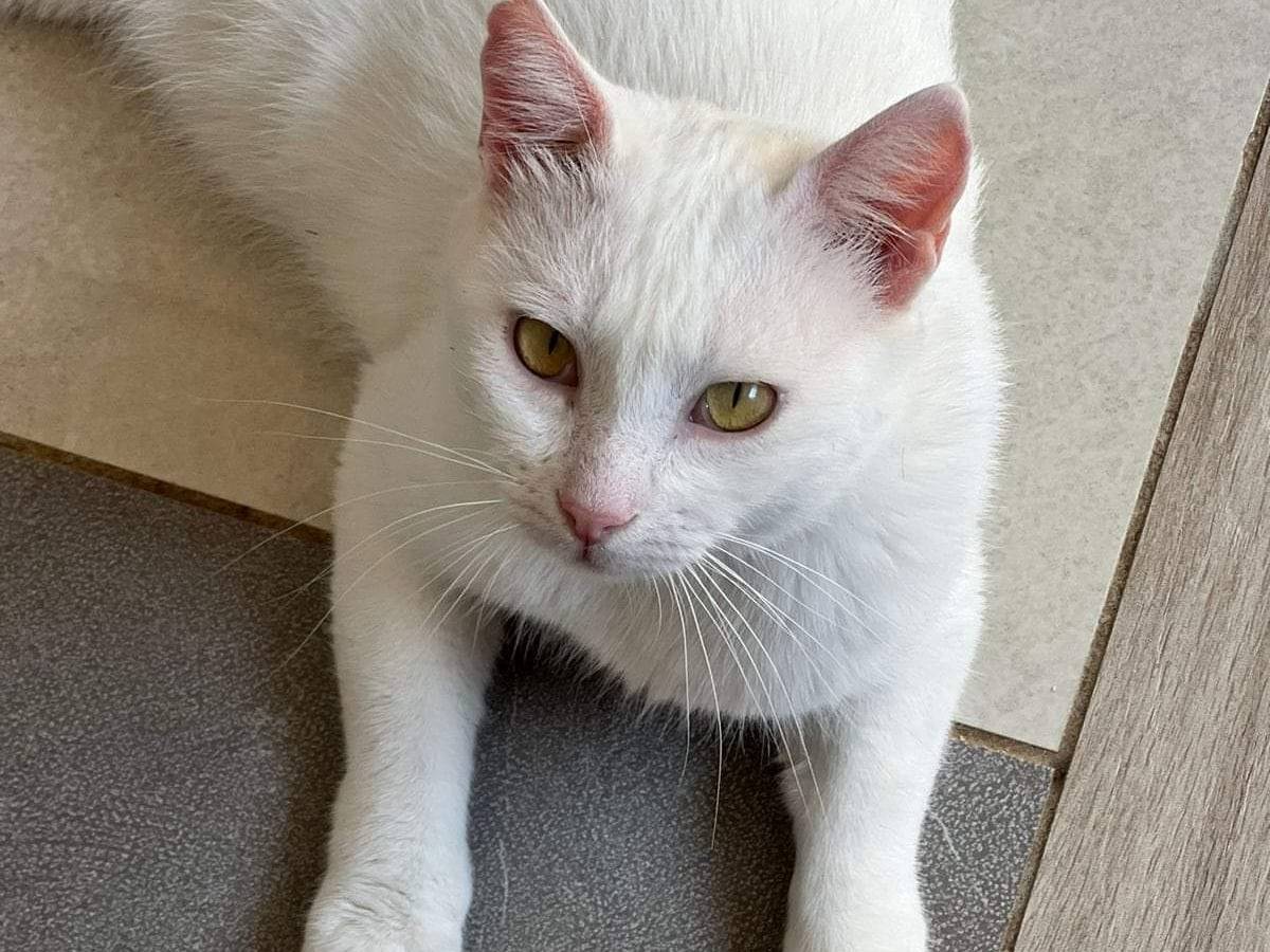 Adotta un gatto, maschio, 3 anni , Bari