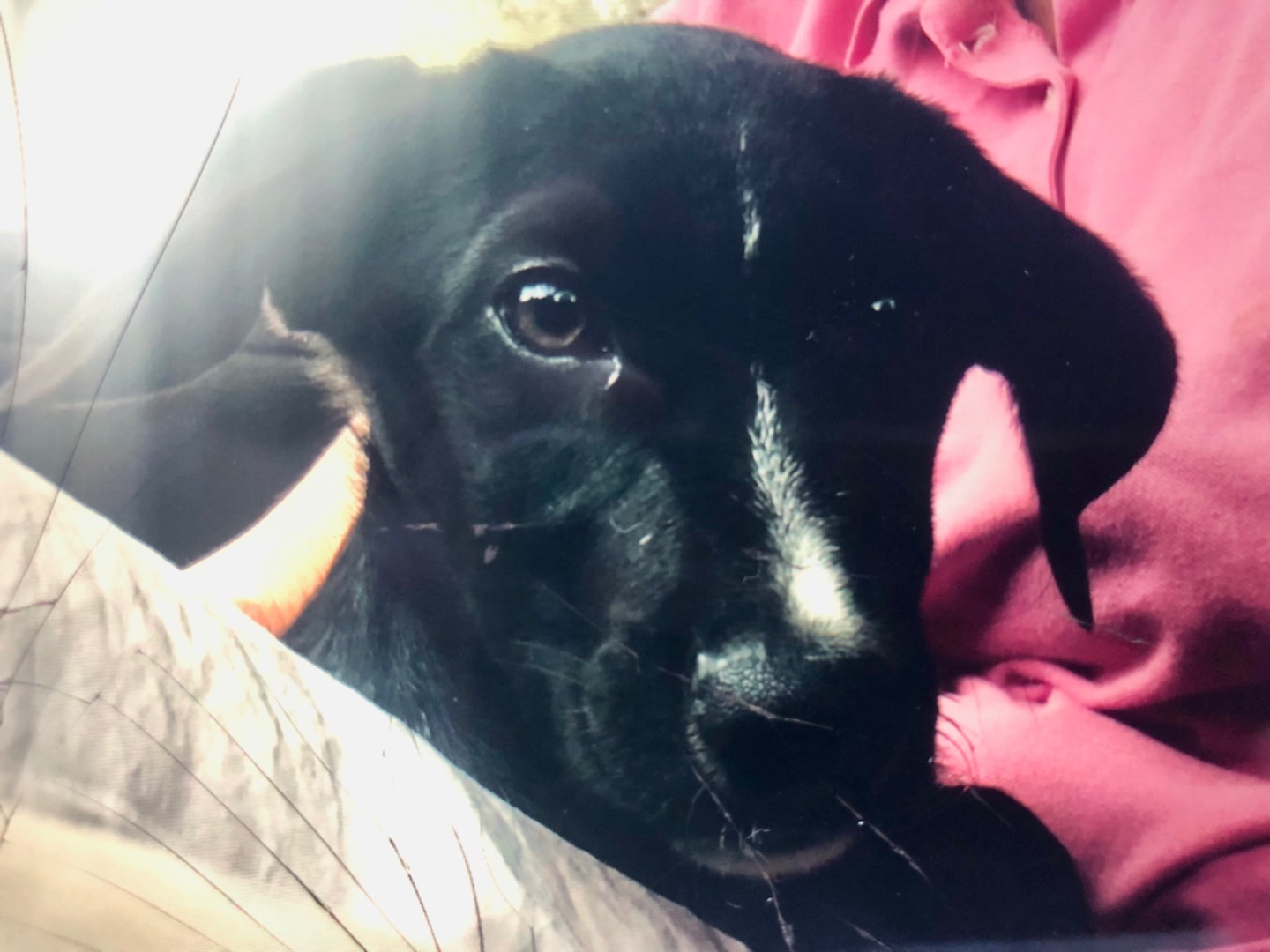 Adotta il cane Hera  a Milano