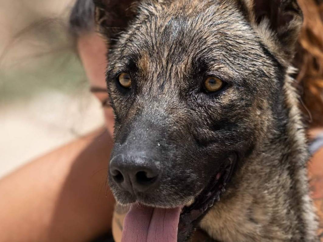 Foto dell'animale