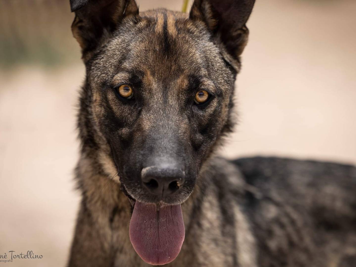 Adotta un cane, maschio, 4 anni  e 11 mesi , Ragusa