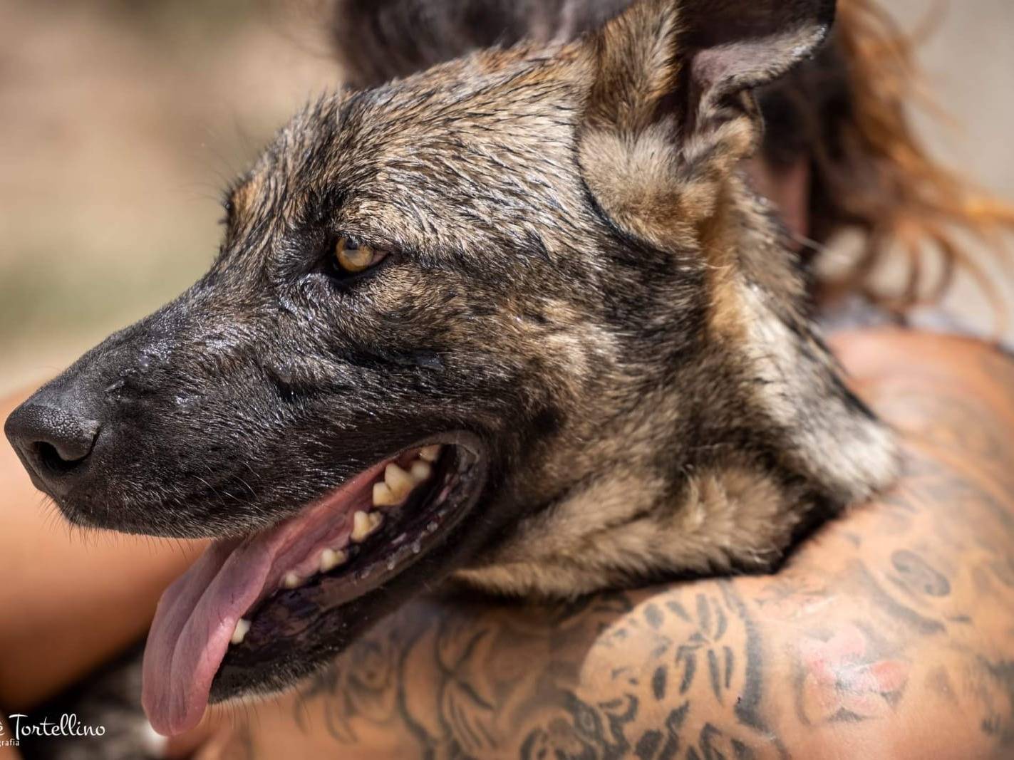 Adotta un cane, taglia grande, maschio, Ragusa