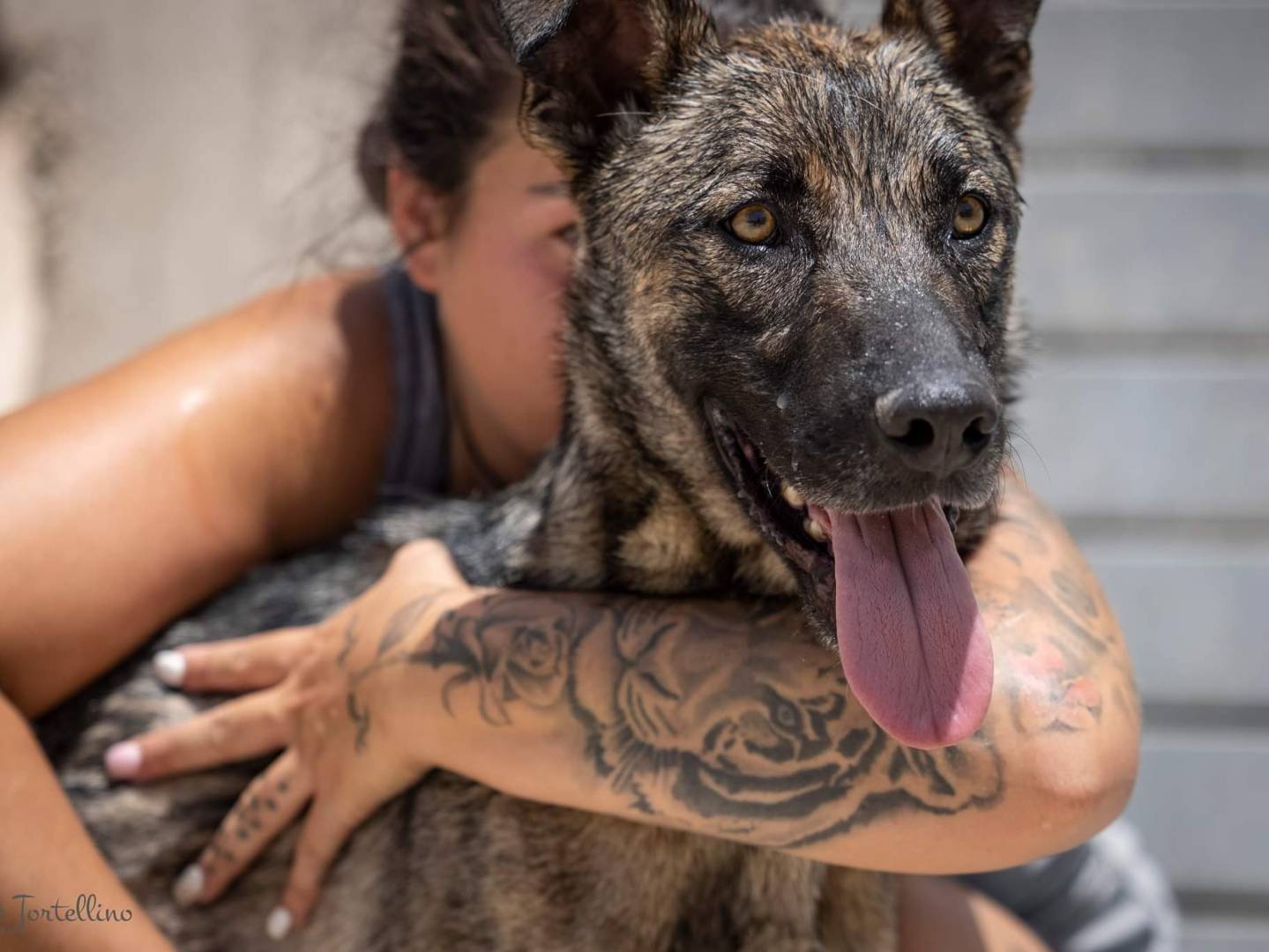 Vuoi adottare un cane a Ragusa?