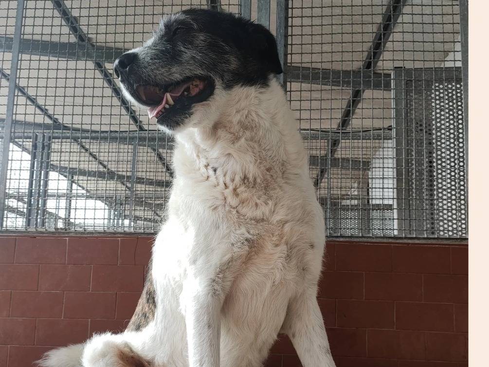 Vuoi adottare un cane a Milano?