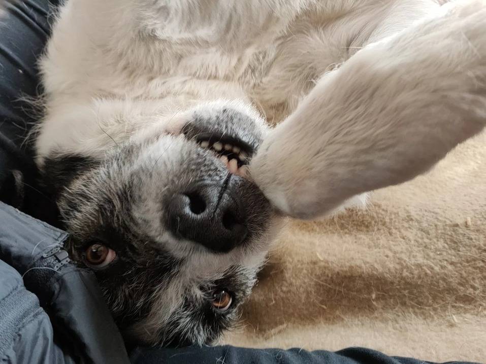 Adotta il cane Piccolo a Milano
