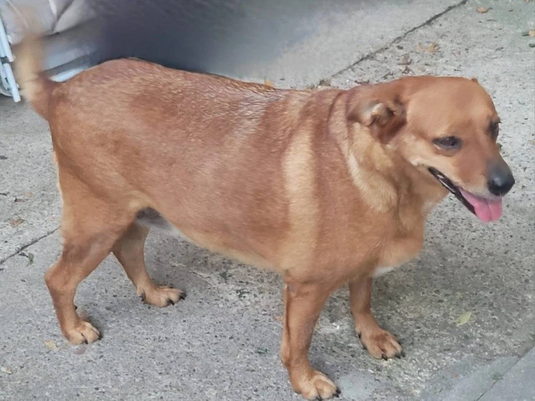 Adotta un cane, femmina, 11 anni  e 10 mesi , Milano