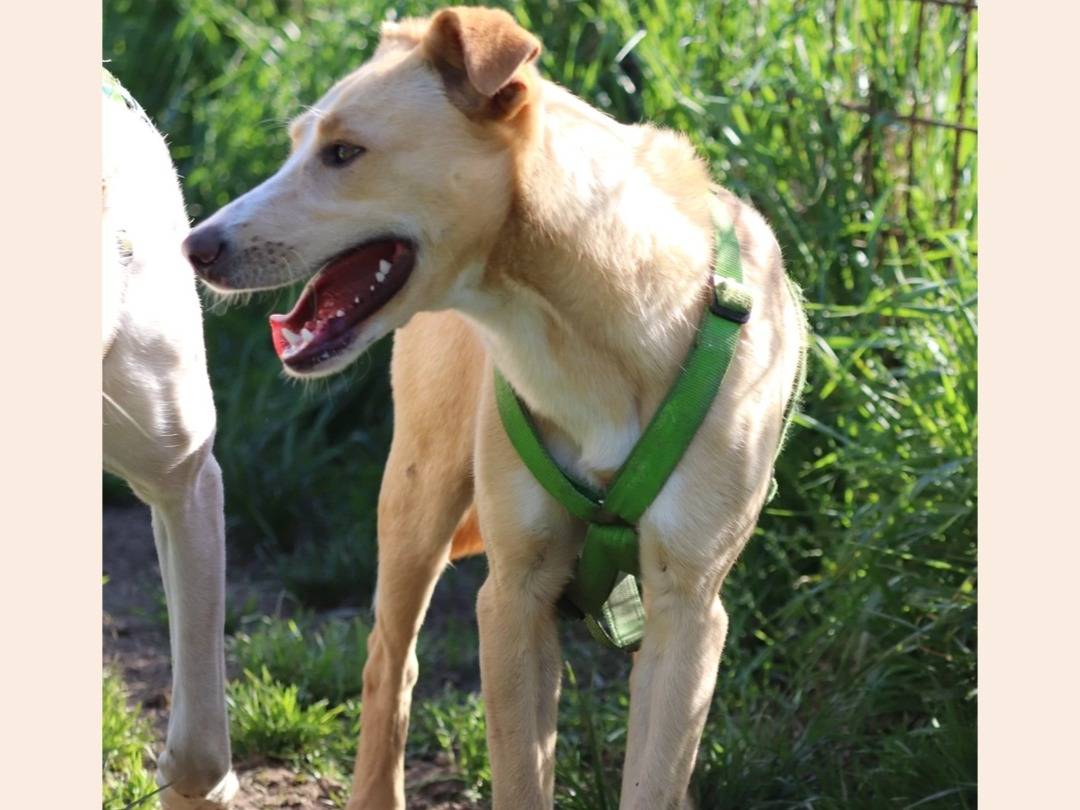 Adotta un cane, maschio, 2 anni , Milano