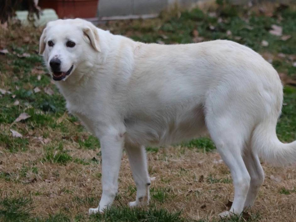 Adotta un cane, femmina, 5 anni  e 3 mesi , Milano