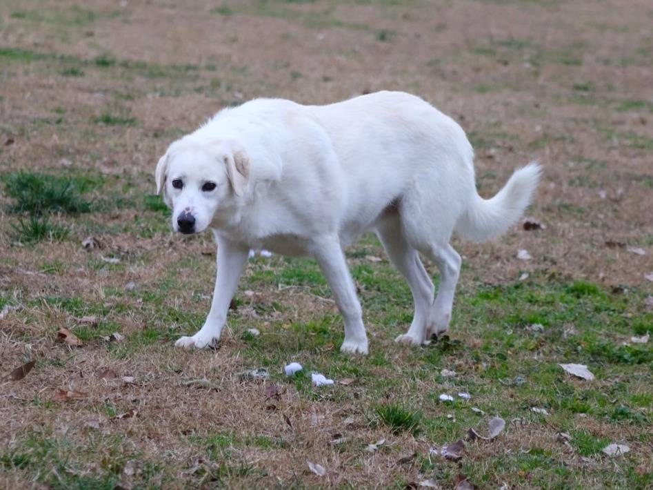 Adotta un cane, taglia grande, femmina, Milano