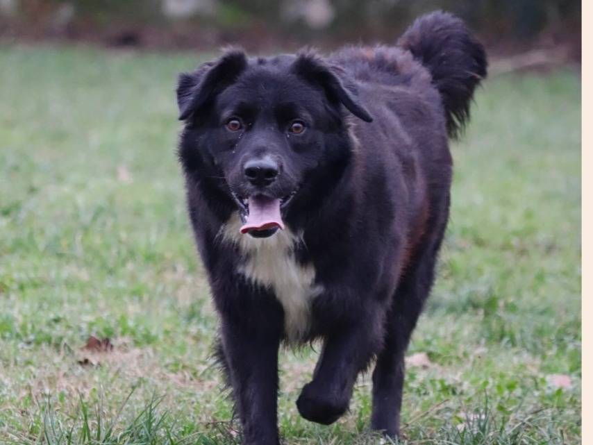 Adozione cane, maschio, meticcio, 3 anni  e 4 mesi , taglia media, Milano
