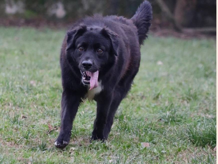 Adotta un cane, maschio, 2 anni  e 11 mesi , Milano