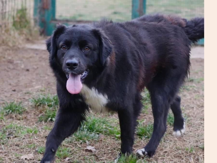 Adotta un cane, taglia media, maschio, Milano
