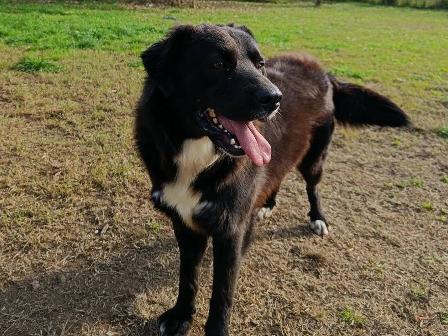 Vuoi adottare un cane a Milano?