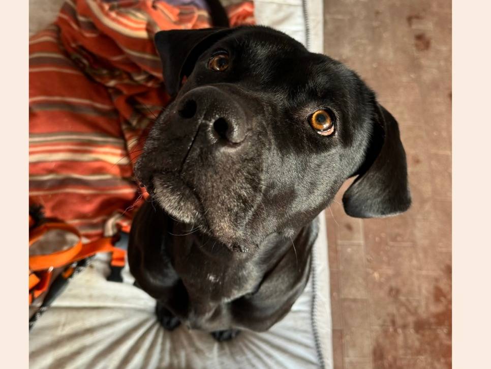 Adotta un cane, femmina, 3 anni  e 5 mesi , Milano