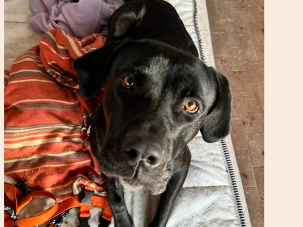 Adotta un cane, taglia grande, femmina, Milano