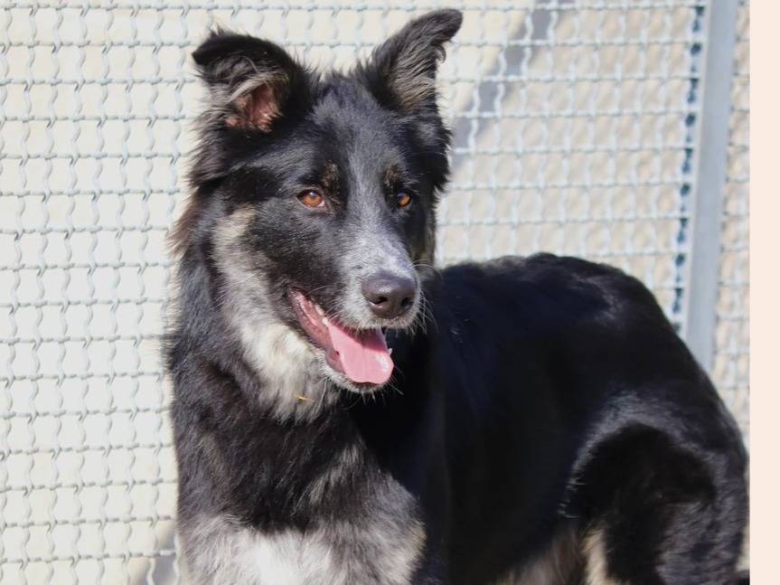 Adozione cane, maschio, Border Collie, 1 anno e 4 mesi , taglia media, Milano