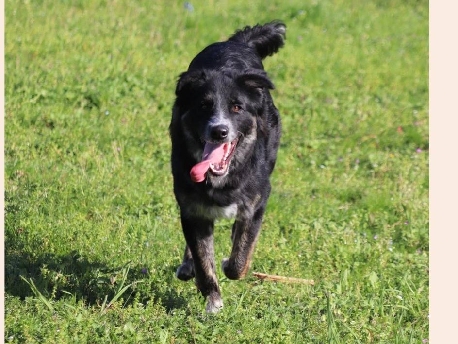 Adotta un cane, maschio, 2 anni , Milano