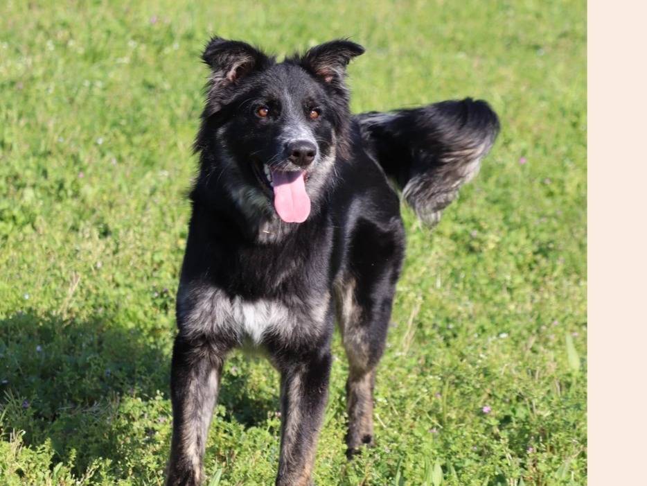 Adotta un cane, taglia media, maschio, Milano