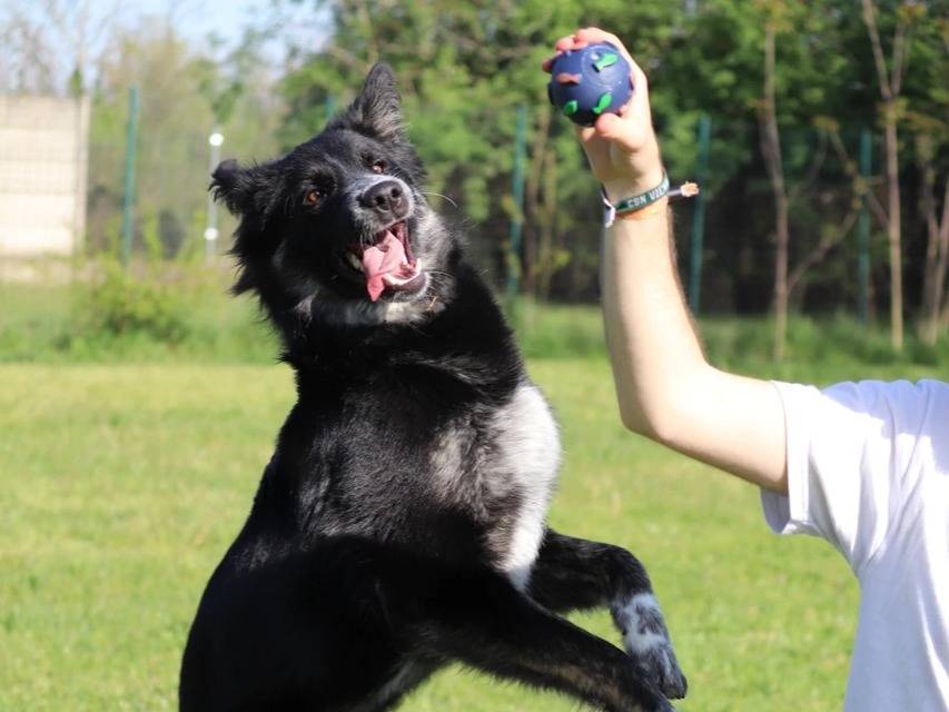 Vuoi adottare un cane a Milano?