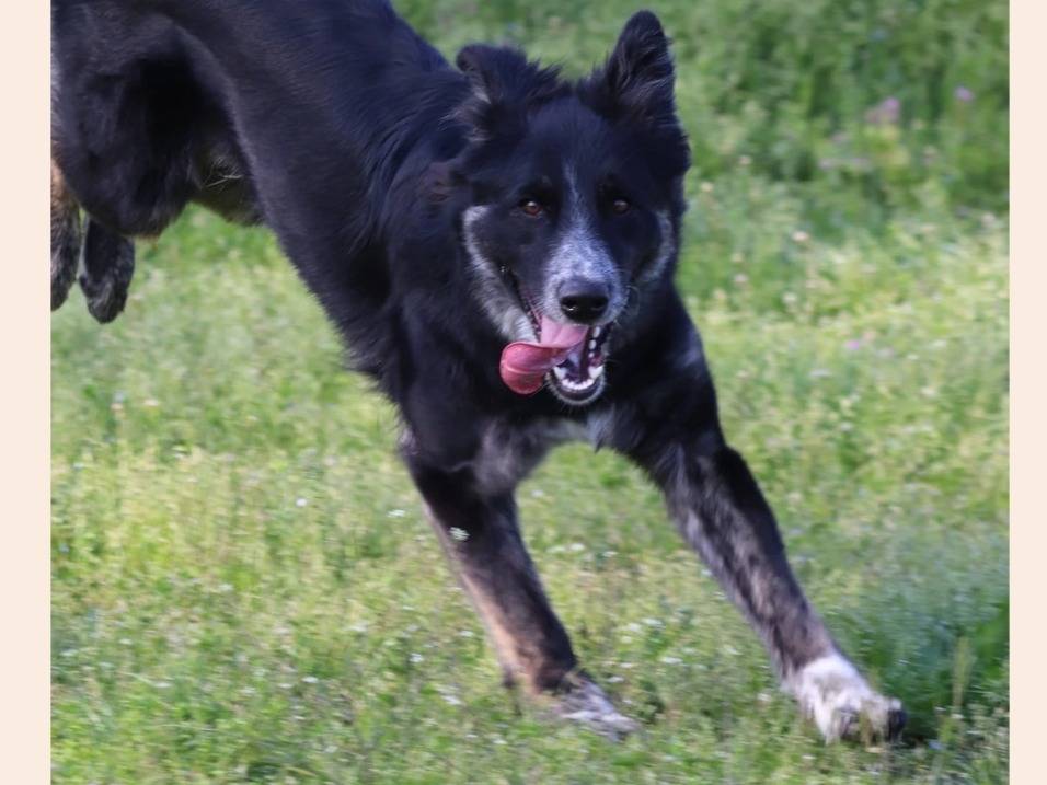 Adotta il cane Skipper a Milano