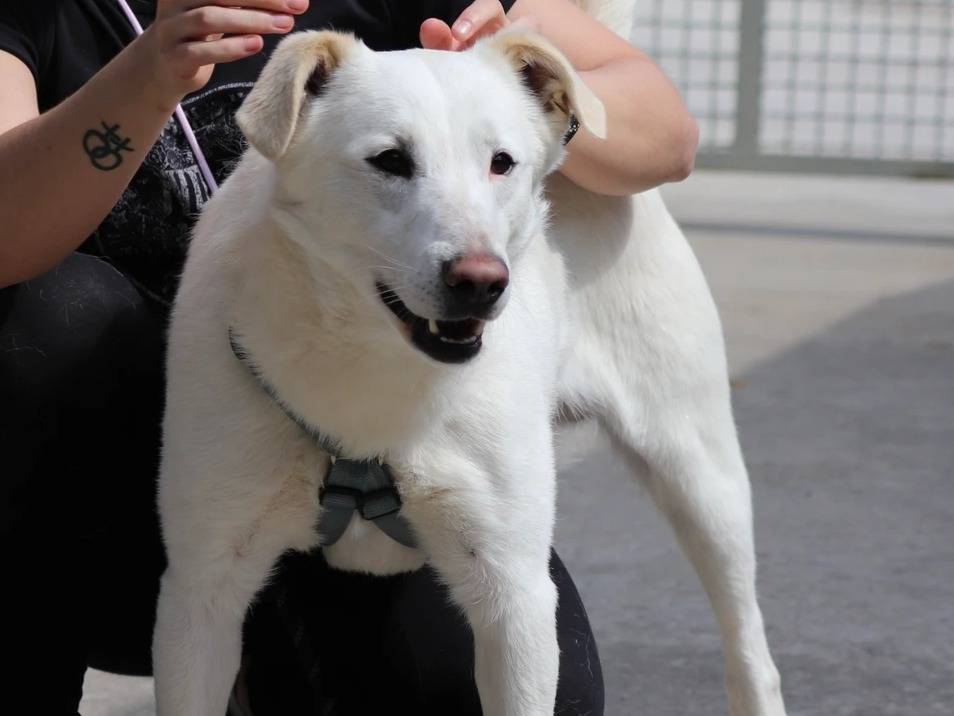 Adozione cane, maschio, Razza sconosciuta Razza sconosciuta, 3 anni  e 2 mesi , taglia media, Milano