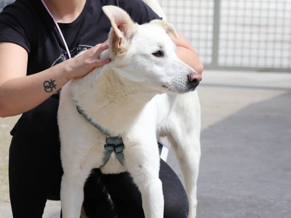Adotta un cane, maschio, 3 anni  e 2 mesi , Milano