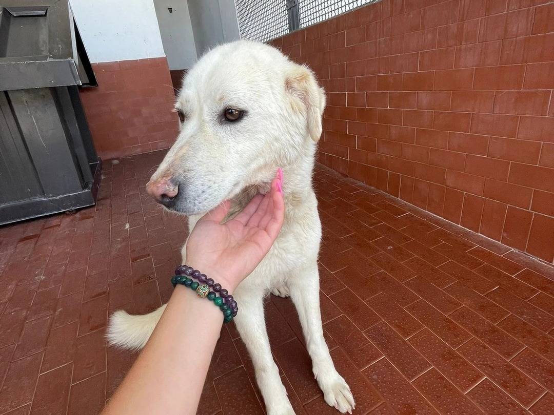 Adotta un cane, femmina, 7 anni  e 8 mesi , Milano