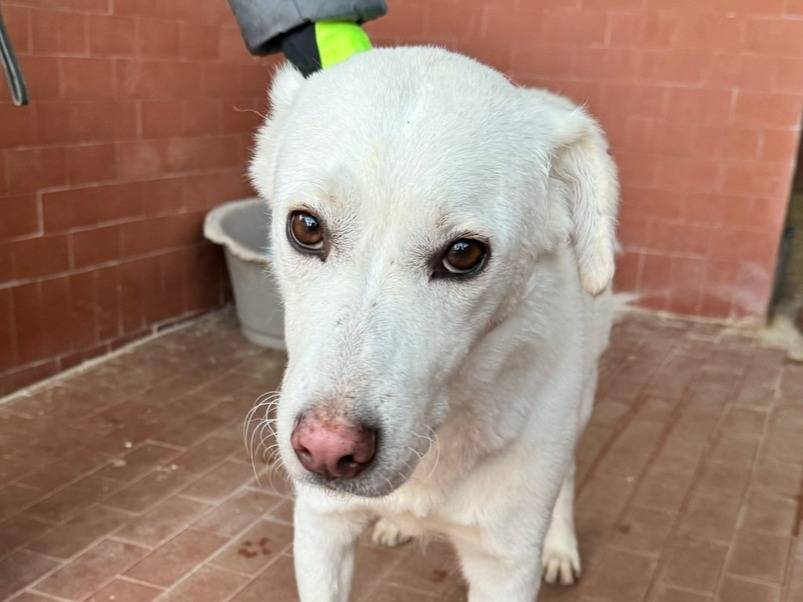 Adotta un cane, taglia media, femmina, Milano