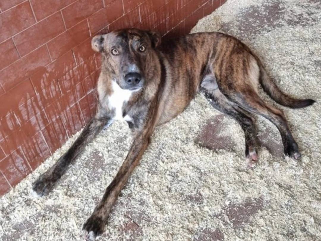 Adotta un cane, taglia media, maschio, Milano