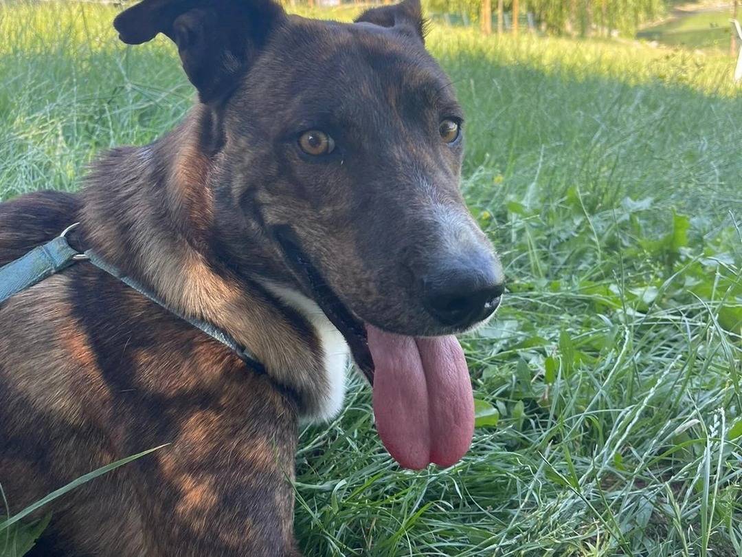 Adotta il cane Tatù a Milano