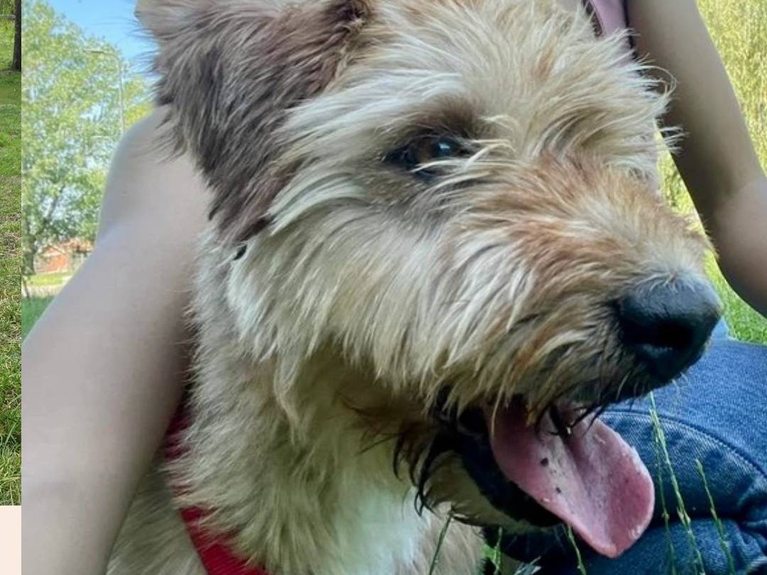 Adotta un cane, maschio, 11 anni  e 11 mesi , Milano