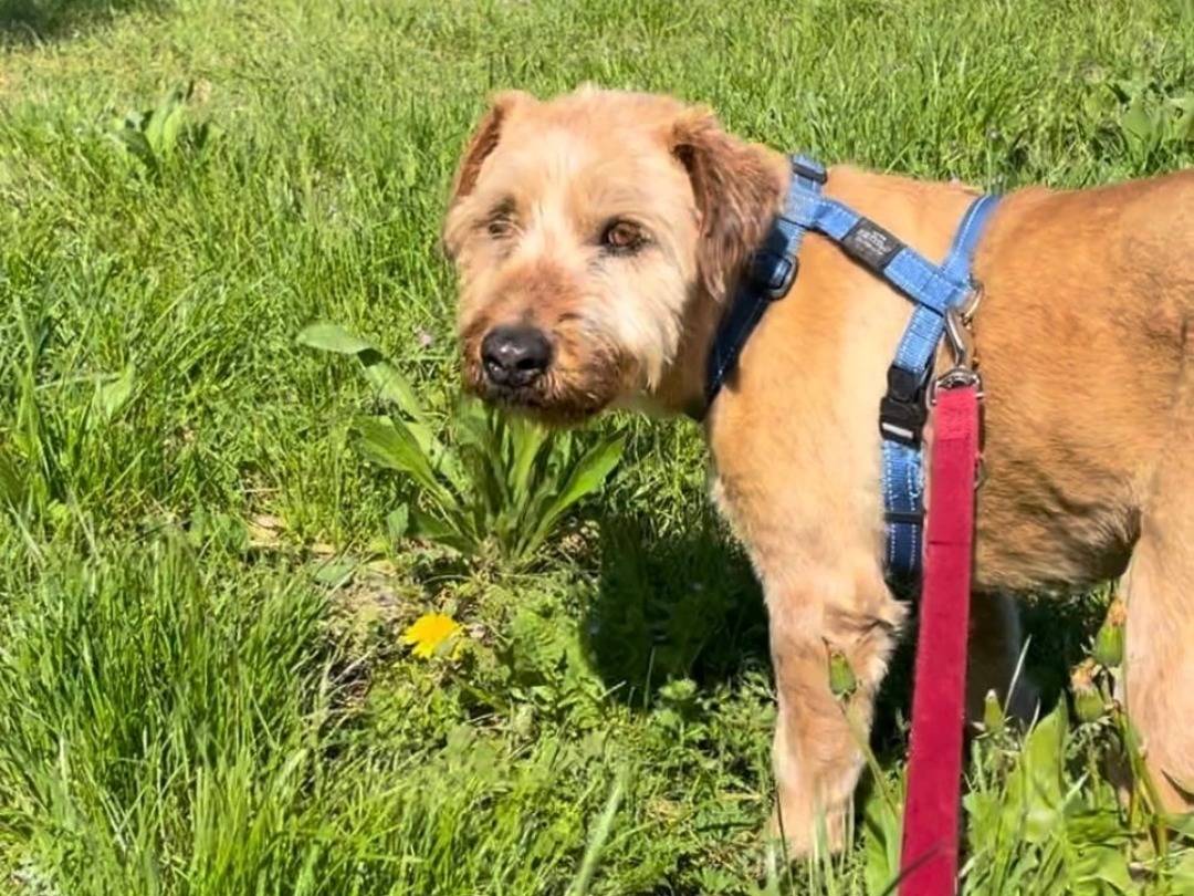 Adotta un cane, taglia media, maschio, Milano