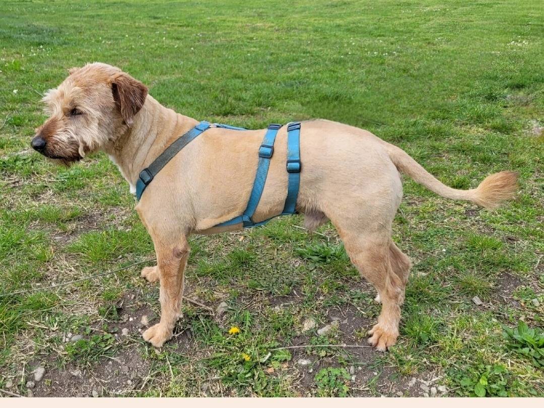 Vuoi adottare un cane a Milano?
