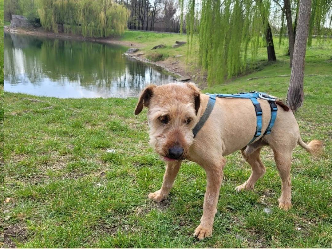 Adotta il cane Tommy a Milano
