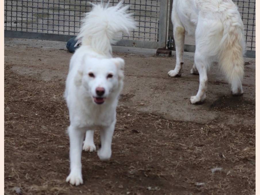 Foto dell'animale
