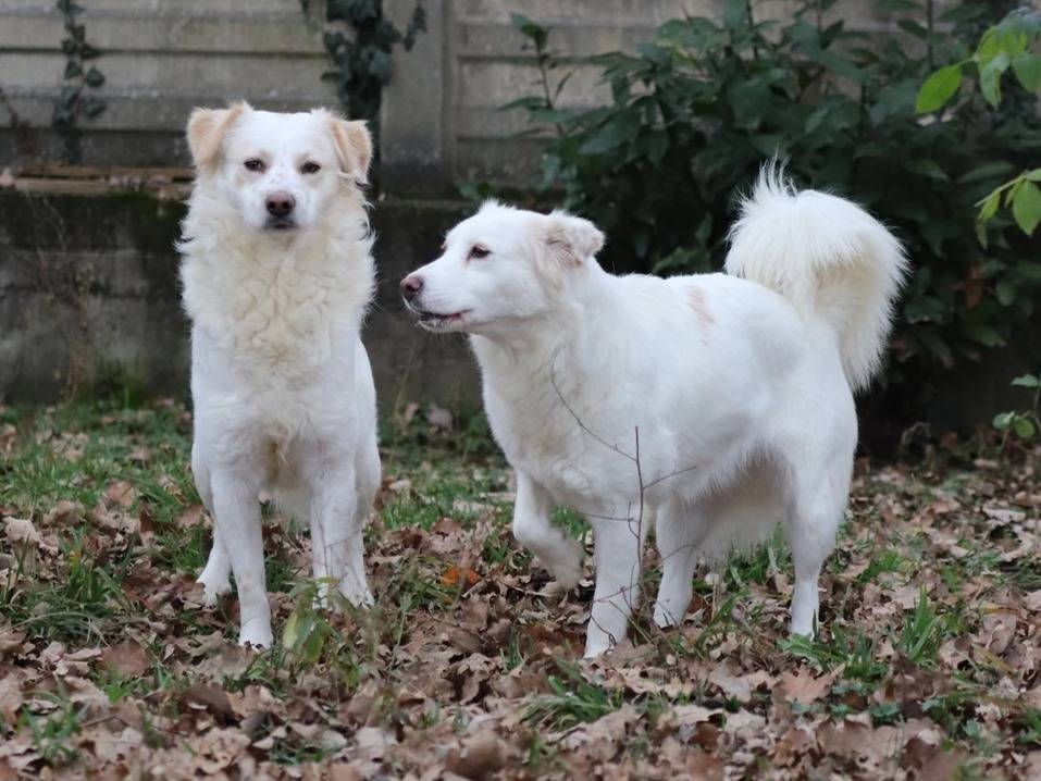 Adotta un cane, femmina, 3 anni  e 7 mesi , Milano