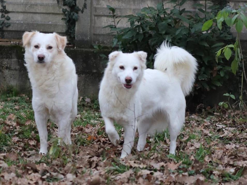 Adotta un cane, taglia media contenuta, femmina, Milano