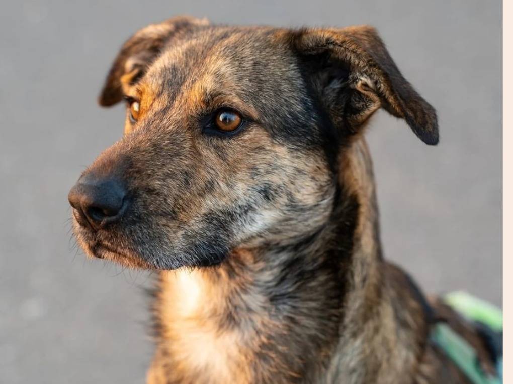 Foto dell'animale