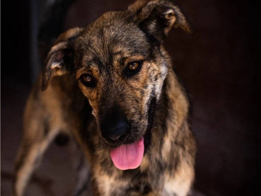 Adotta un cane, maschio, 4 anni  e 3 mesi , Milano