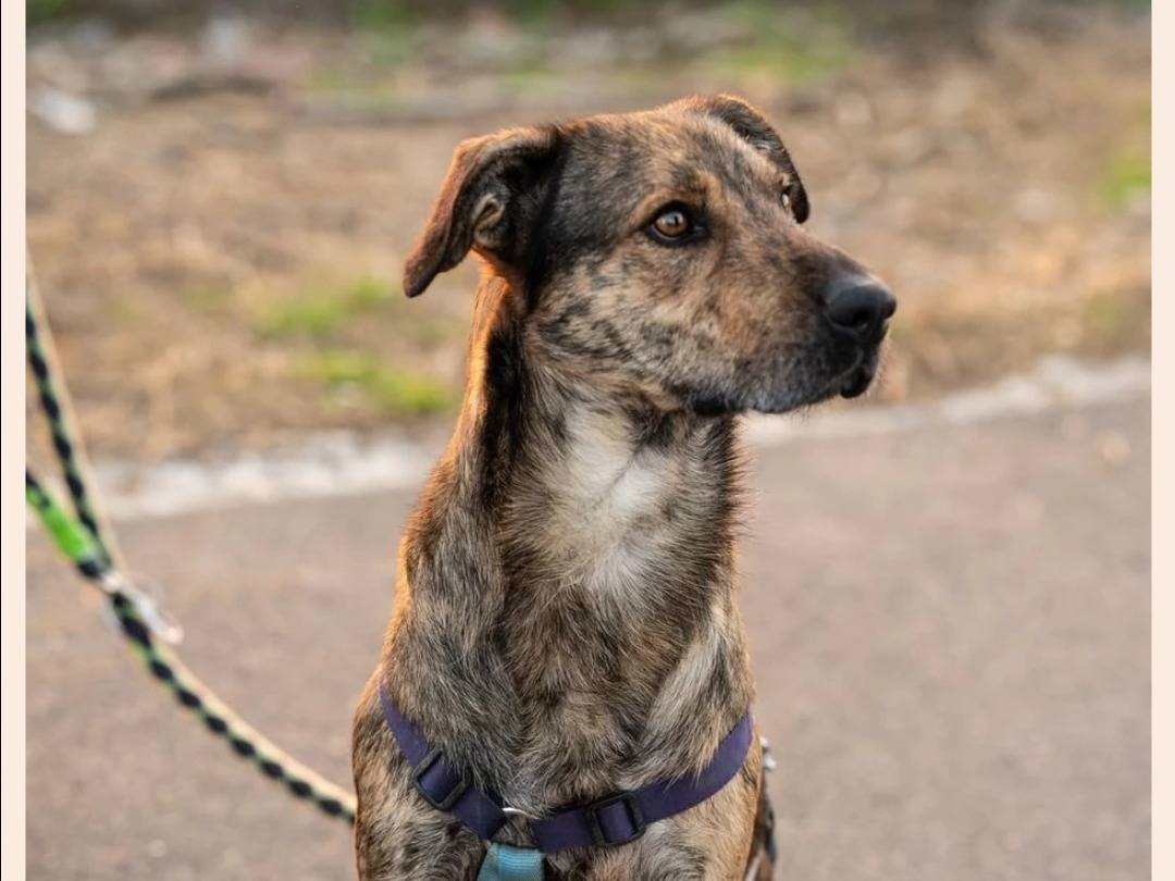 Adotta un cane, taglia media, maschio, Milano