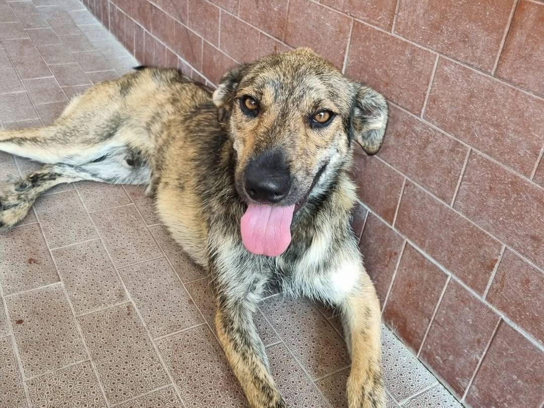 Vuoi adottare un cane a Milano?