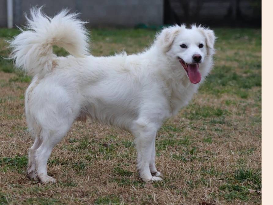 Adotta un cane, maschio, 3 anni  e 5 mesi , Milano