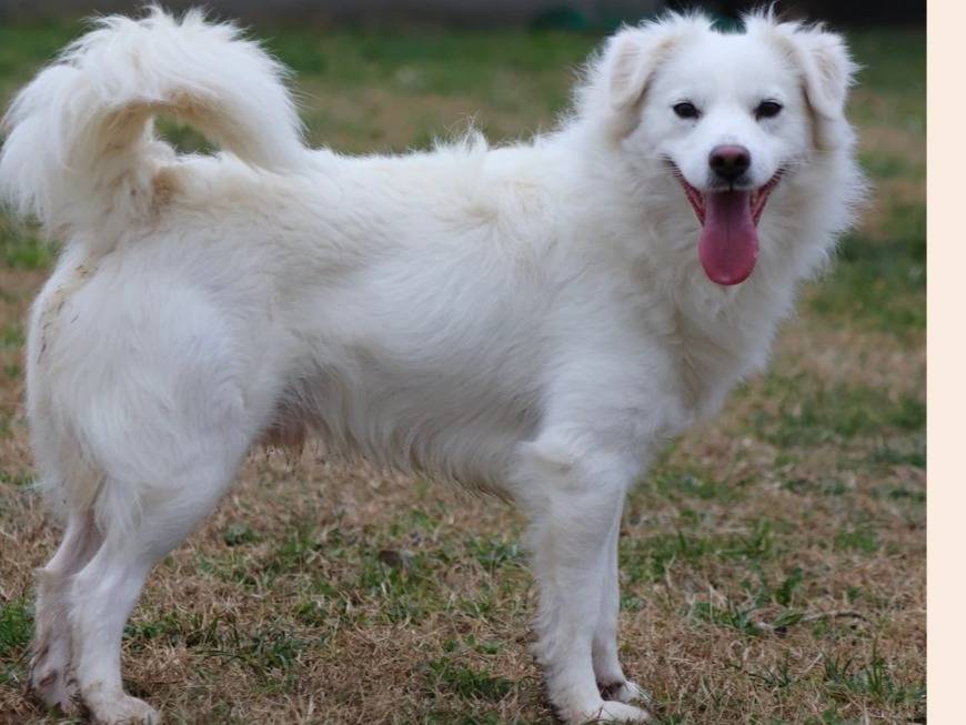 Adotta un cane, taglia media contenuta, maschio, Milano