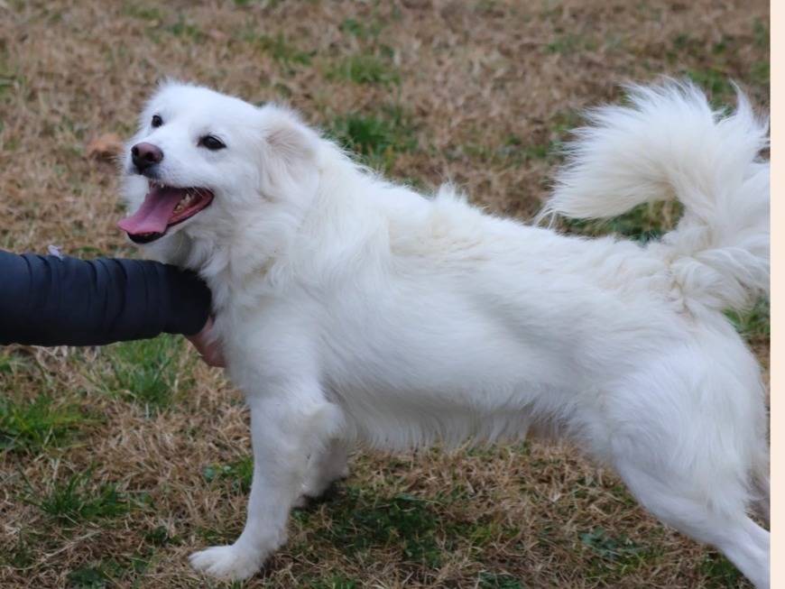 Vuoi adottare un cane a Milano?