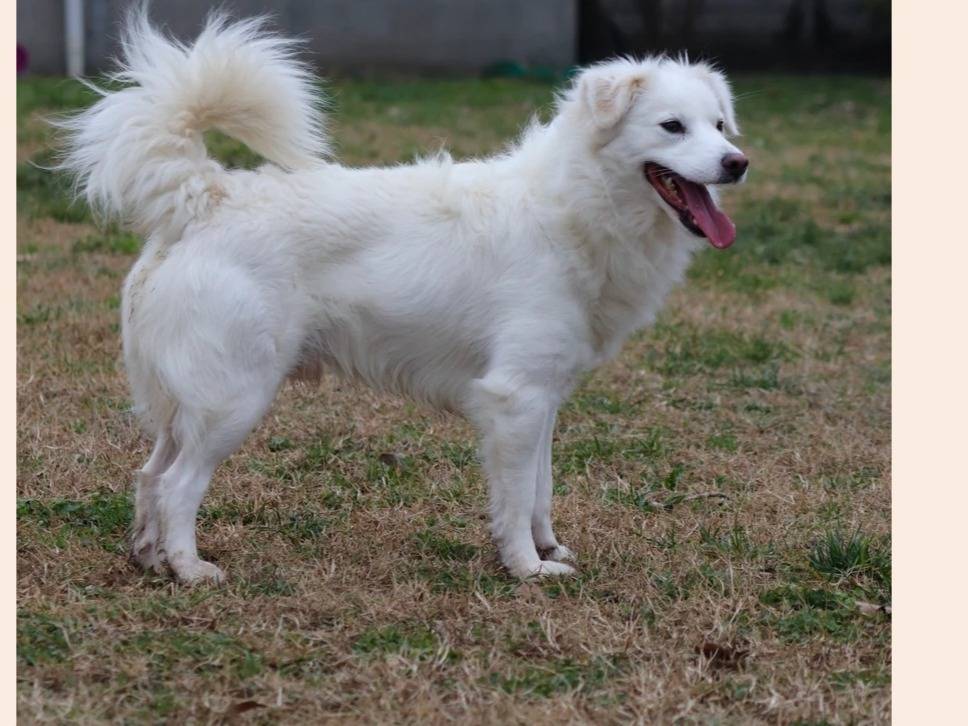Adotta il cane Zampa natale  a Milano