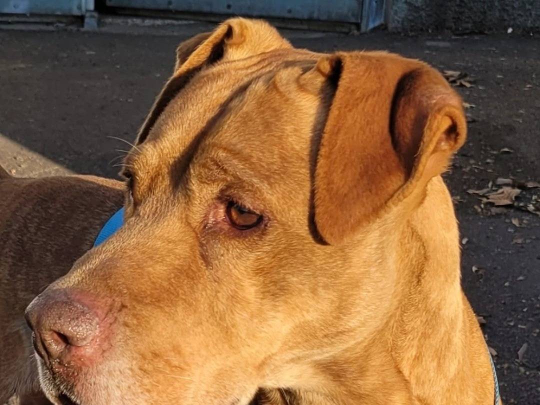 Adotta un cane, taglia media, maschio, Milano