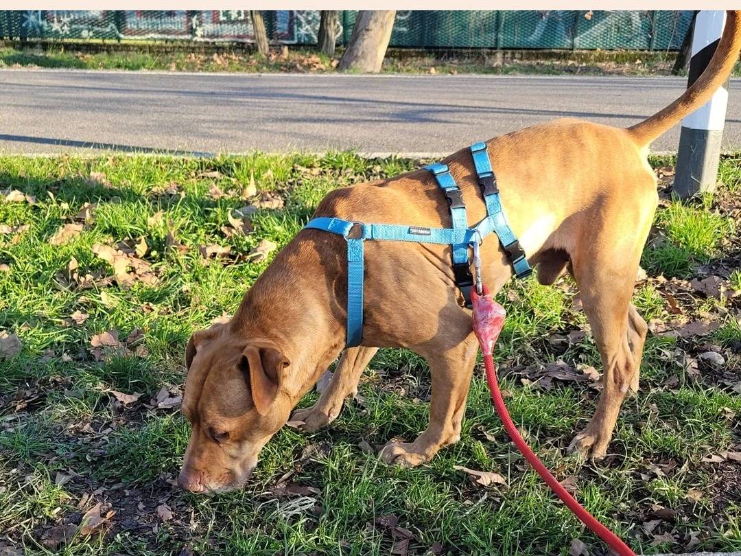 Vuoi adottare un cane a Milano?