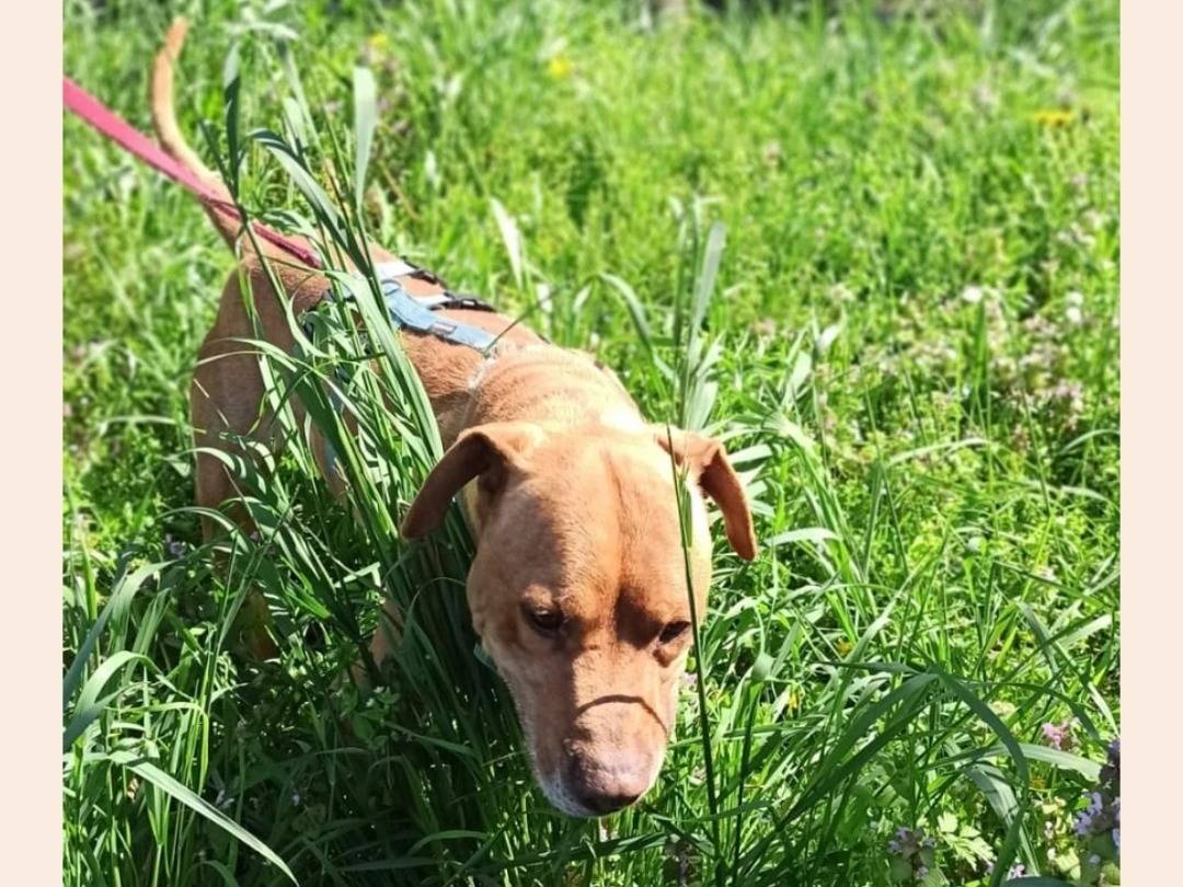 Adotta il cane Zeus a Milano